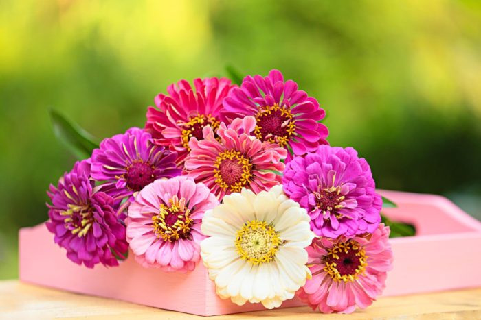 Bunch of gerber daisies in pink, purple, ivory laying in a pink tray