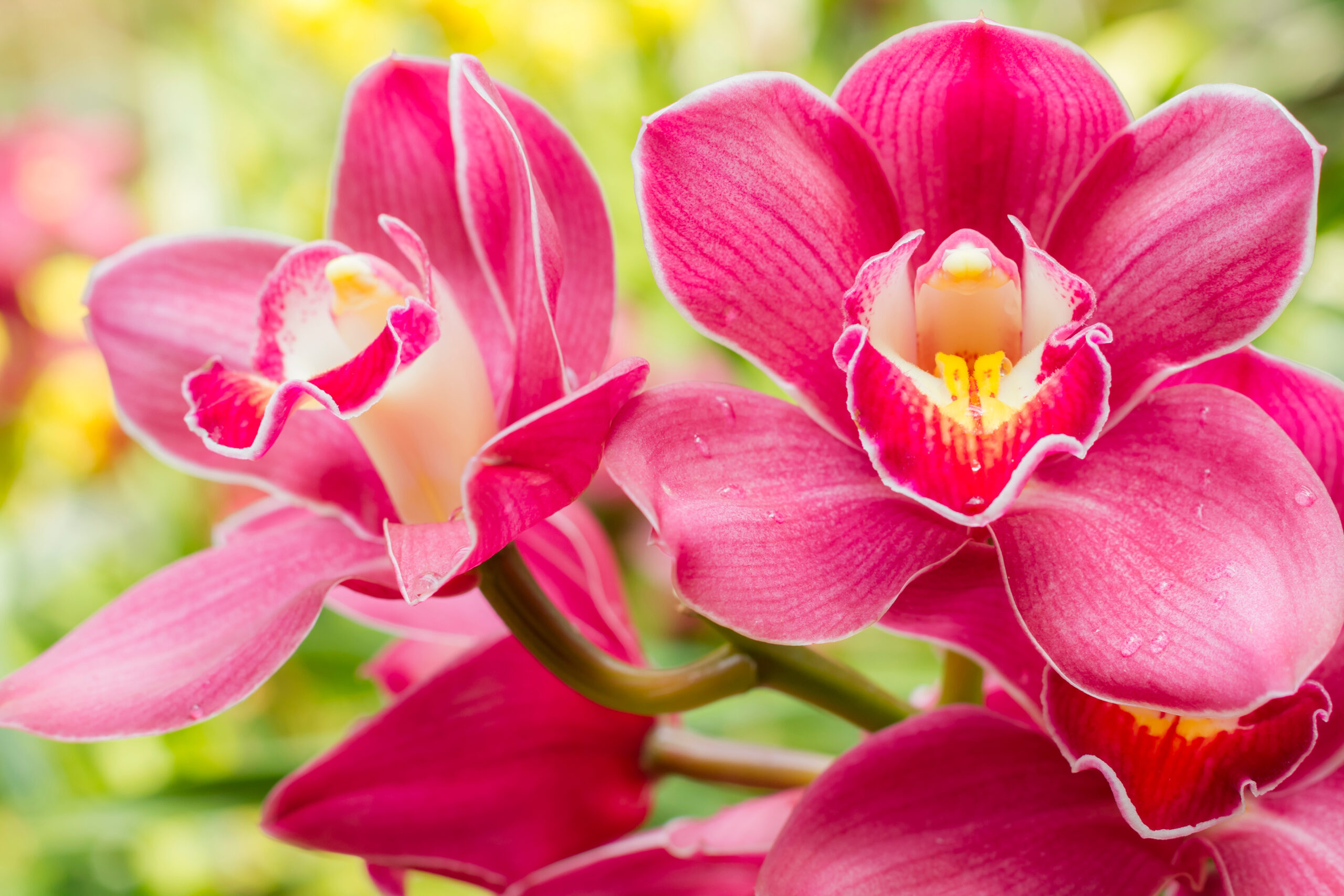 Pink lilly flowers